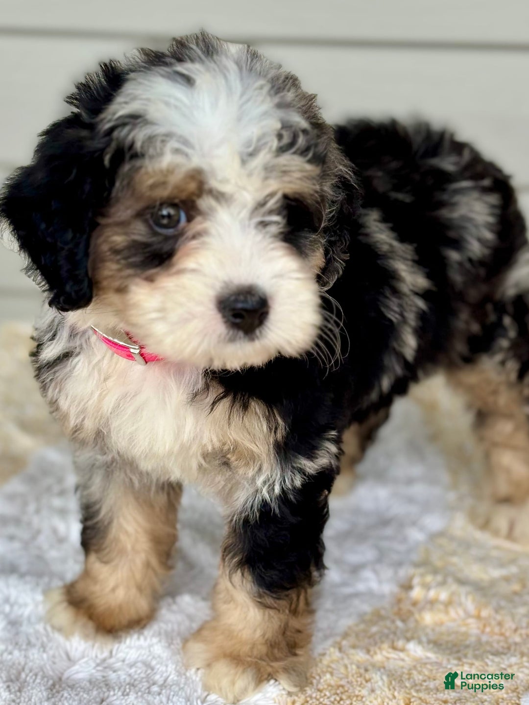 Mini Bernedoodle dogs for sale: Callie - Image 1