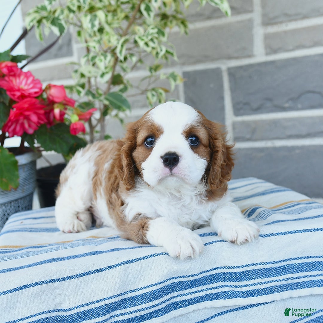 Cavalier King Charles Spaniel dogs for sale: Prince - Image 3
