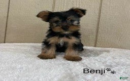 Yorkshire Terrier dogs for sale: Benji - Image 7