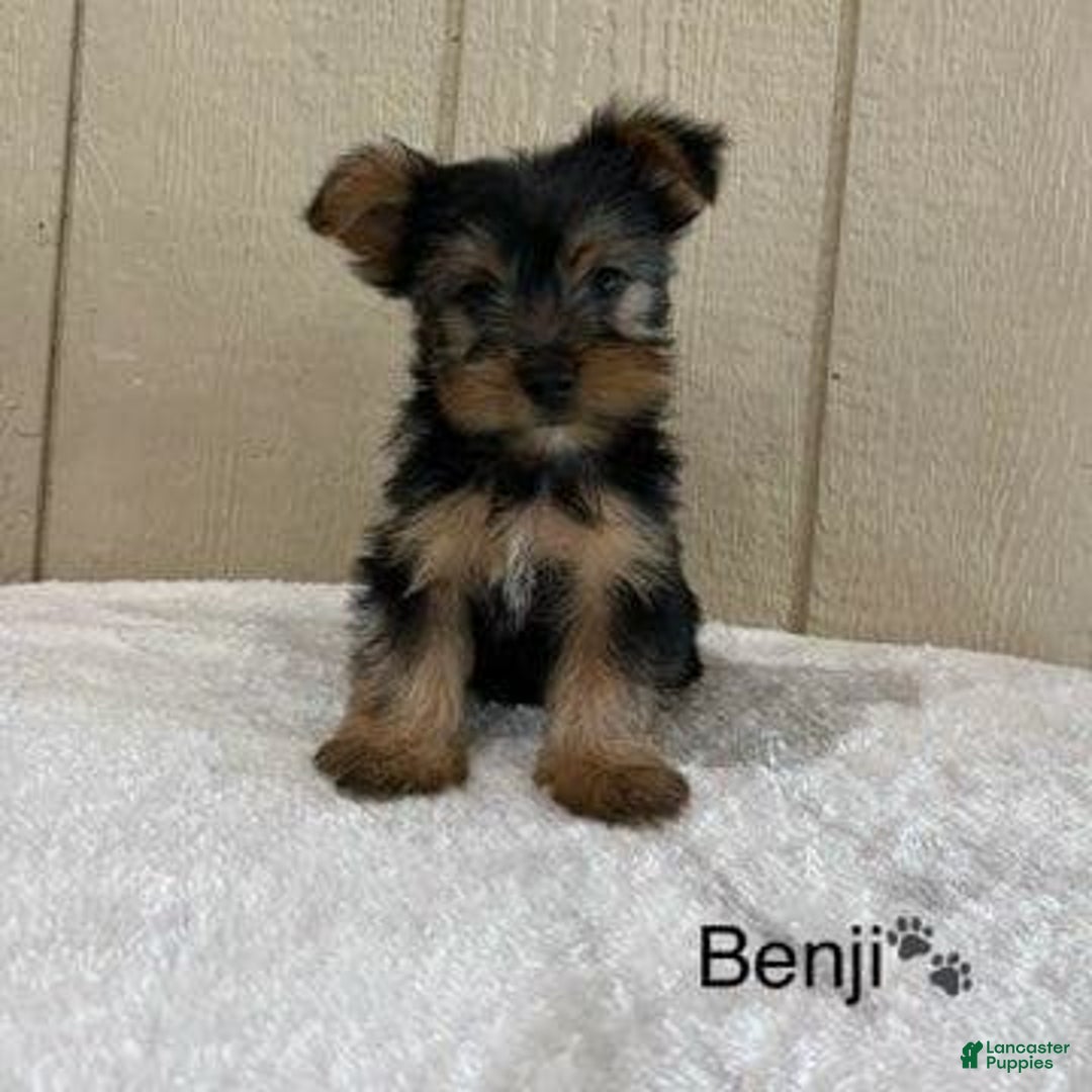 Yorkshire Terrier dogs for sale: Benji - Image 7