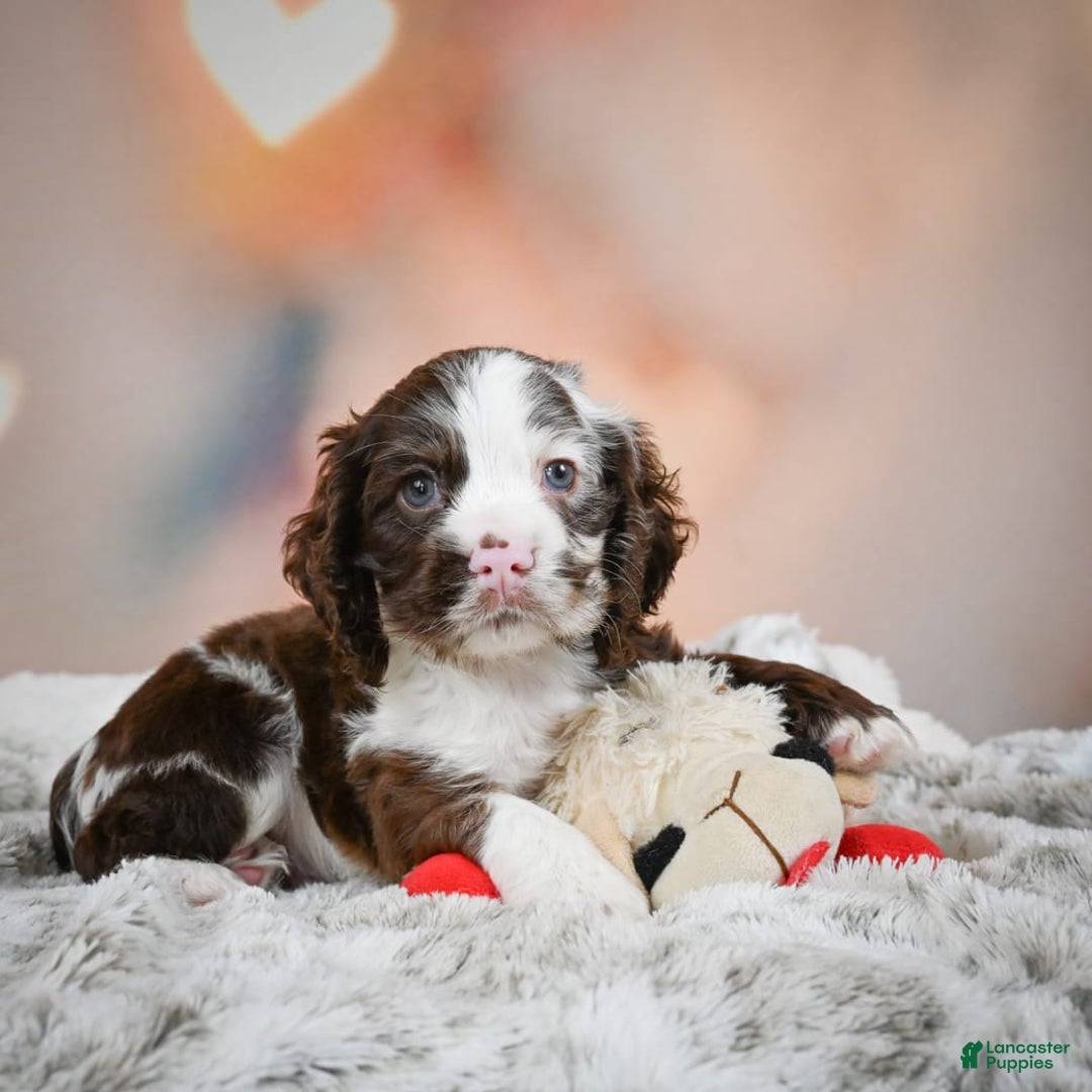 Cocker Spaniel dogs for sale: Jake - Image 7
