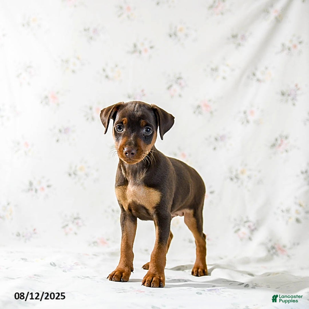 Miniature Pinscher dogs for sale: Chipper - Image 1