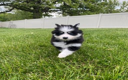 Pomsky dogs for sale: Luffy - Image 17