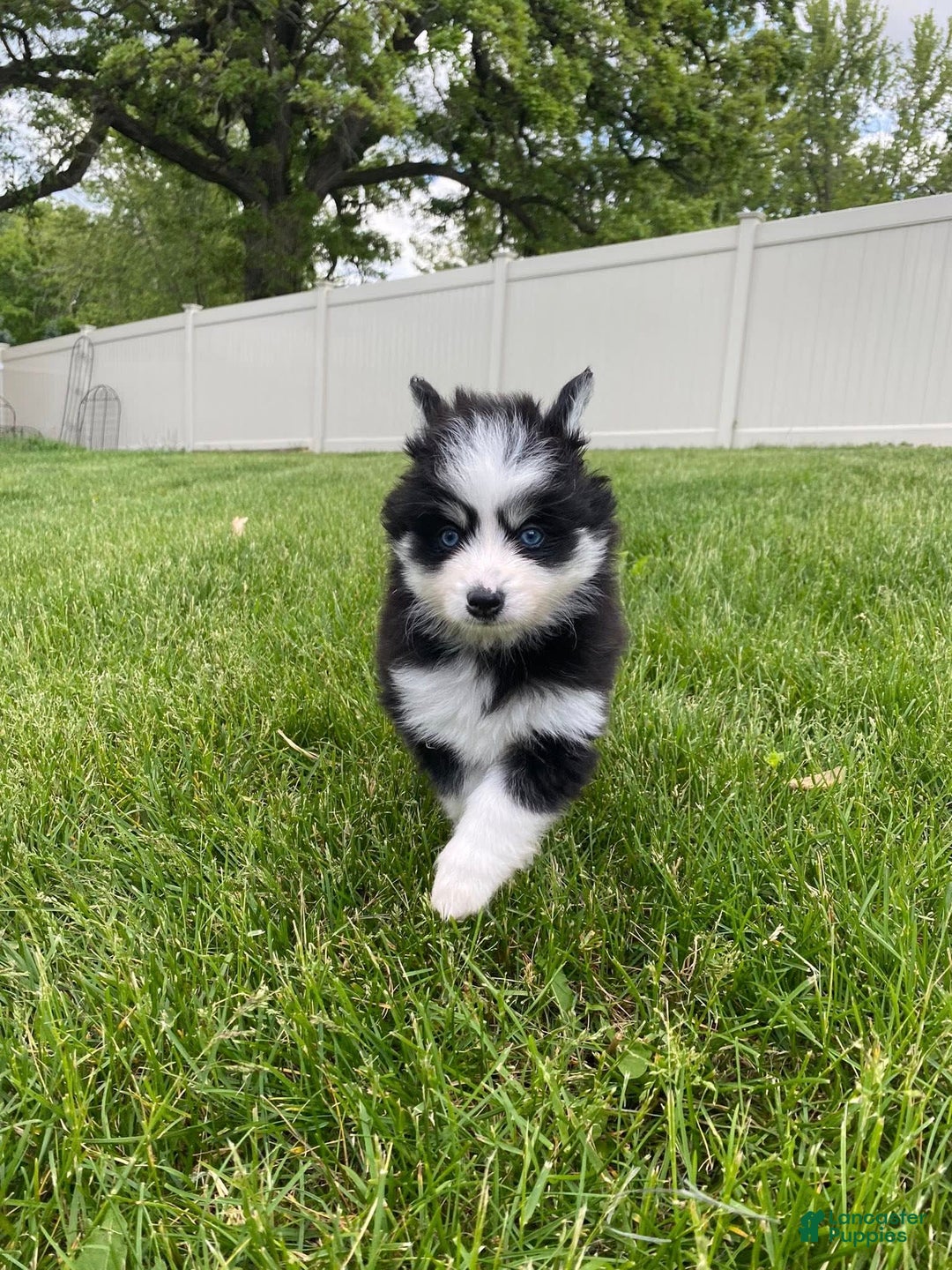 Pomsky dogs for sale: Luffy - Image 17