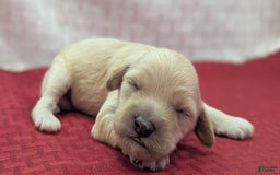 Cockapoo dogs for sale: Magnus - Image 15