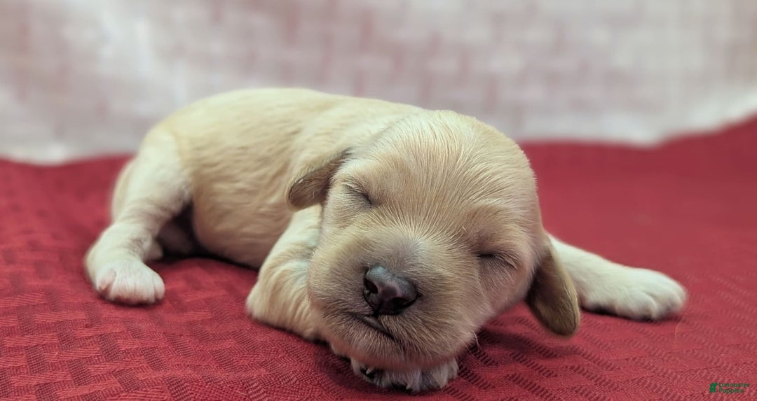 Cockapoo dogs for sale: Magnus - Image 15