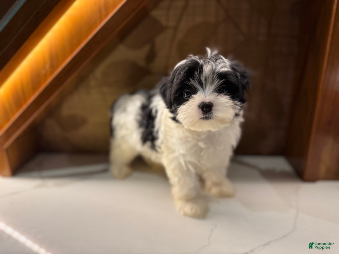 Morkie dogs for sale: Helen - Image 4