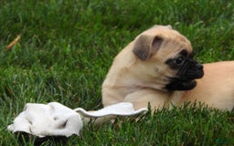 Jug dogs for sale: Jennie - Image 3