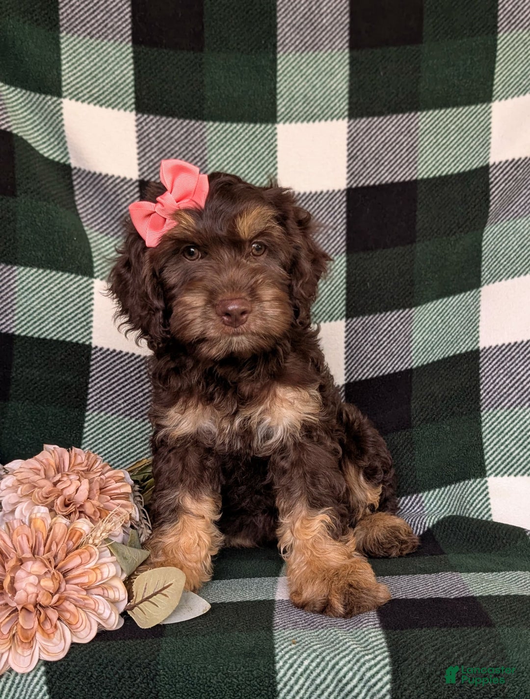 Cockapoo dogs for sale: Charise - Image 7