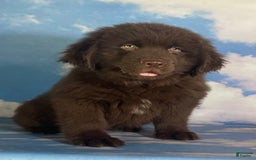 Newfoundland dogs for sale: Champ - Image 2