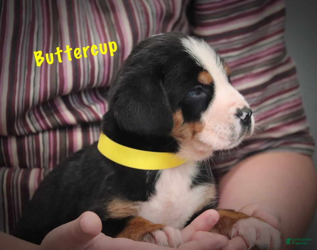 Greater Swiss Mountain Dog dogs for sale: Buttercup - Image 4