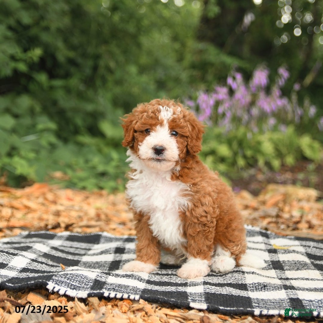 Mini Aussiedoodle dogs for sale: Honor - Image 5
