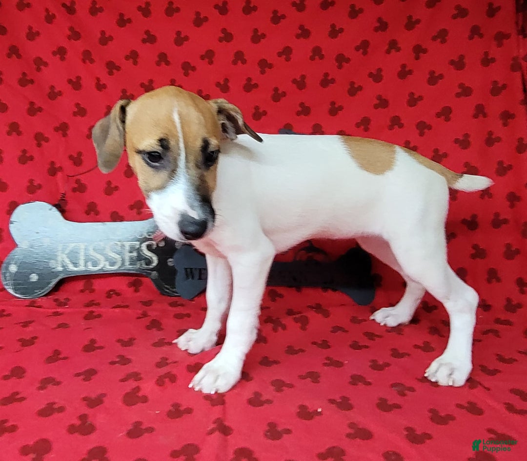 Jack Russell Terrier dogs for sale: Jack Russell Male Puck - Image 16
