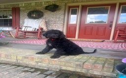 Labradoodle dogs for sale: Link - Image 6