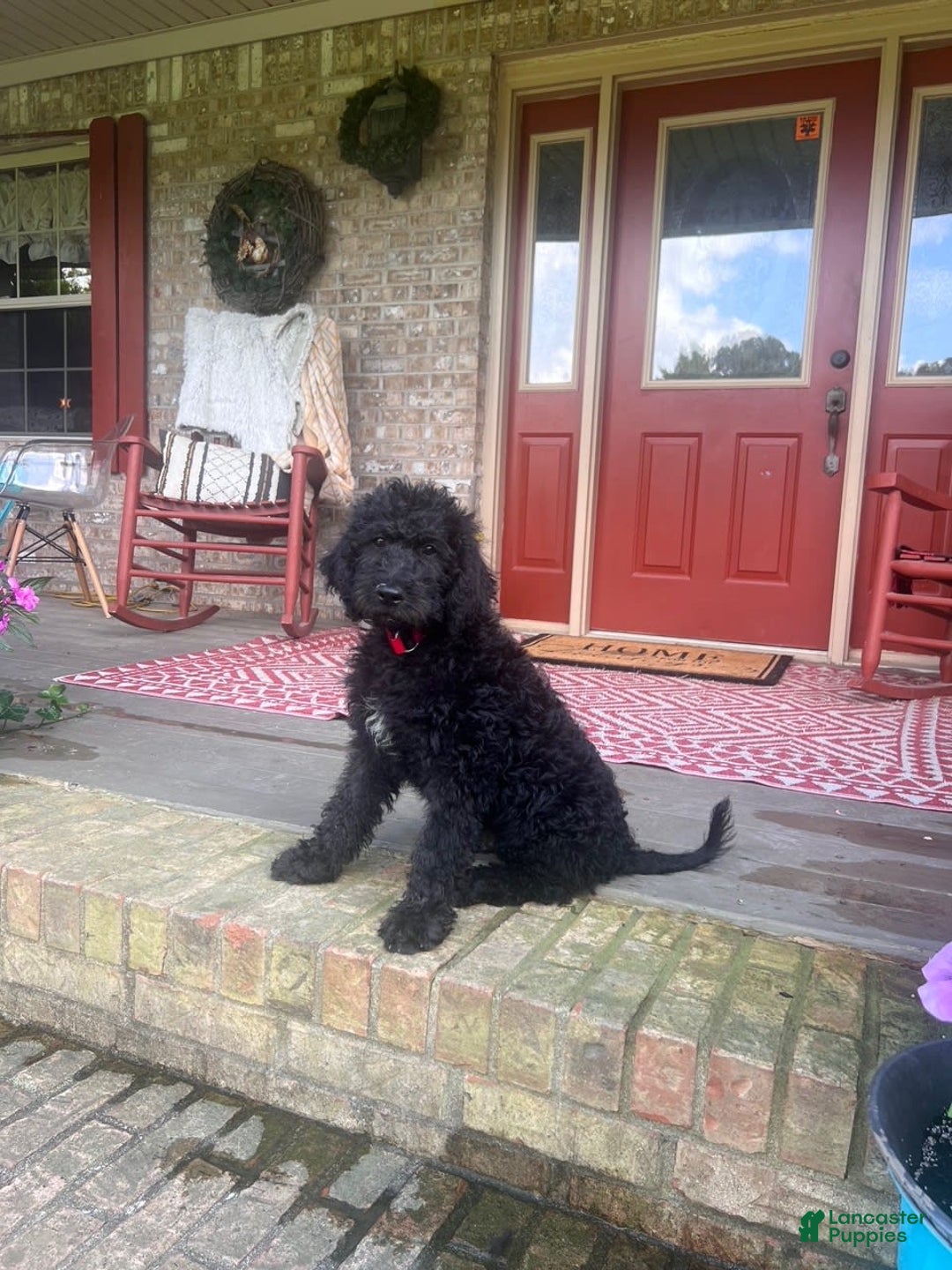 Labradoodle dogs for sale: Link - Image 6