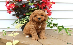 Mini Goldendoodle dogs for sale: Kody - Image 3