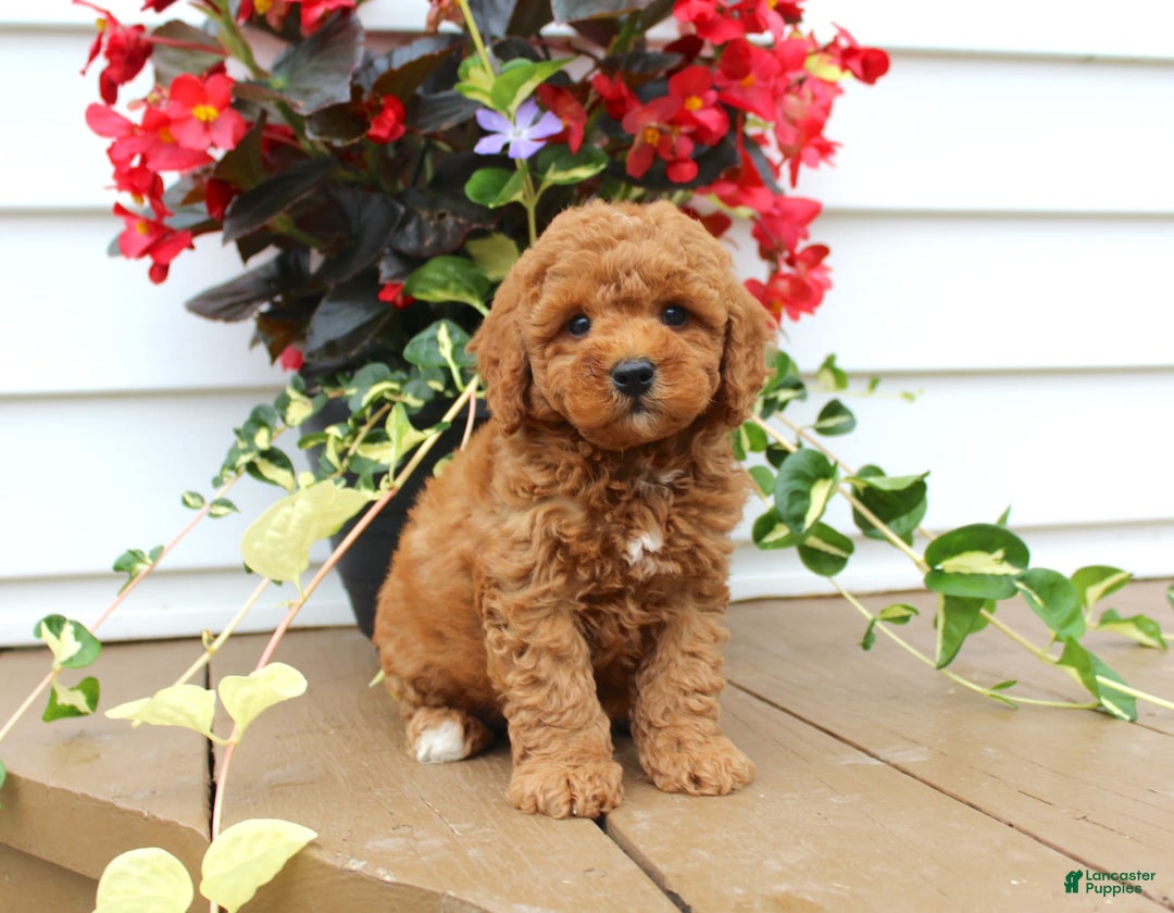 Mini Goldendoodle dogs for sale: Kody - Image 3