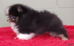 Pomeranian dogs for sale: Yovanni - Image 13