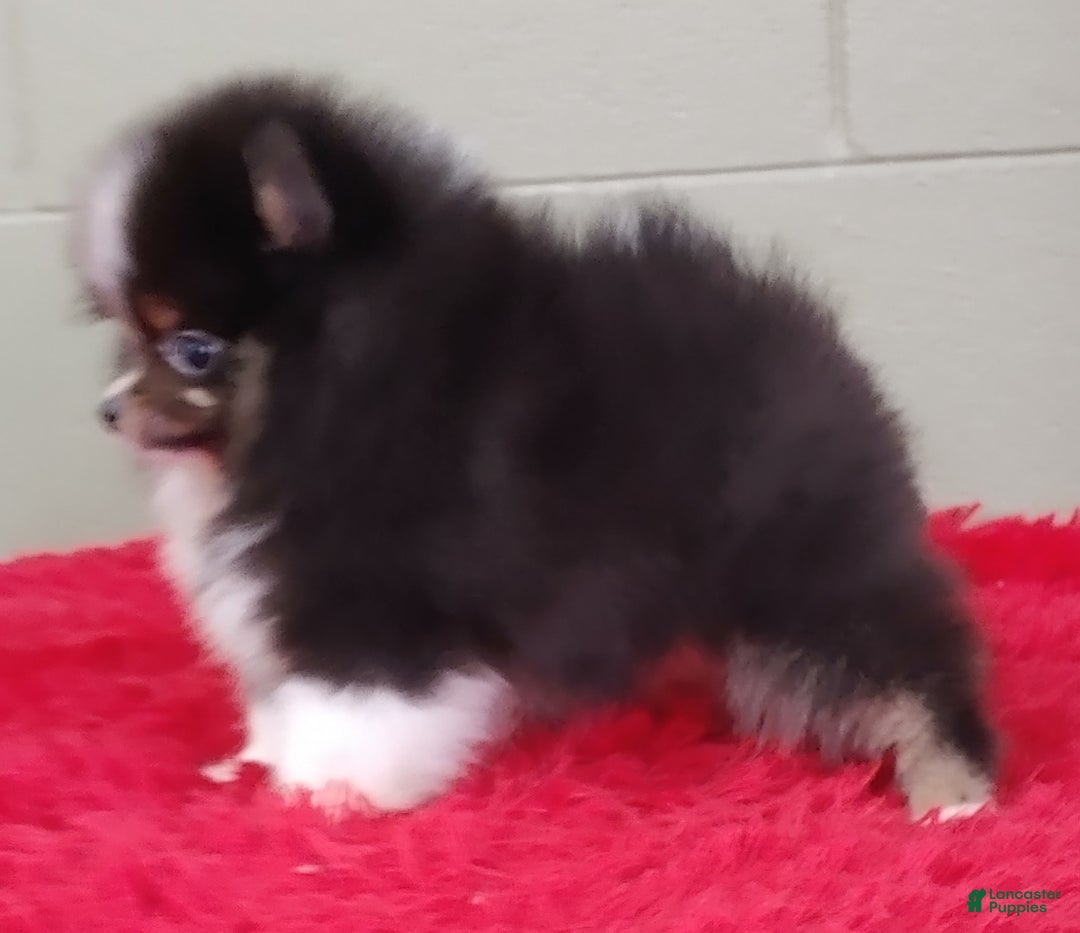 Pomeranian dogs for sale: Yovanni - Image 13