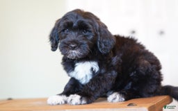 Portuguese Water Dog dogs for sale: Boots - Image 9
