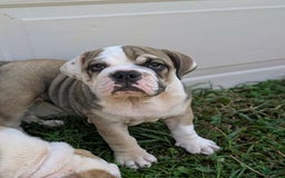 Olde English Bulldogge dogs for sale: Ginger - Image 9