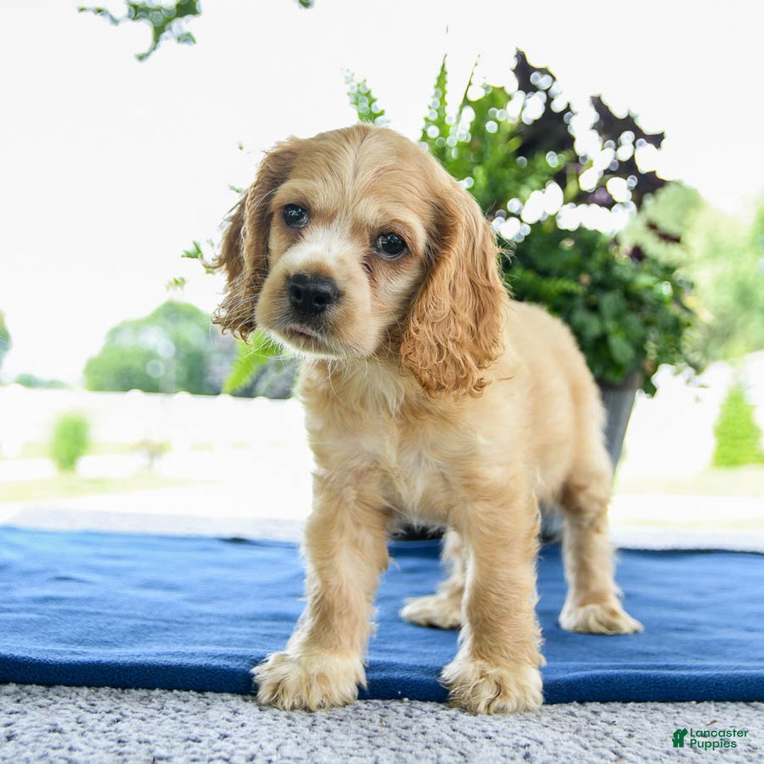 Cocker Spaniel dogs for sale: Buddy - Image 1
