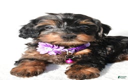 Cockapoo dogs for sale: Angelo - Image 2