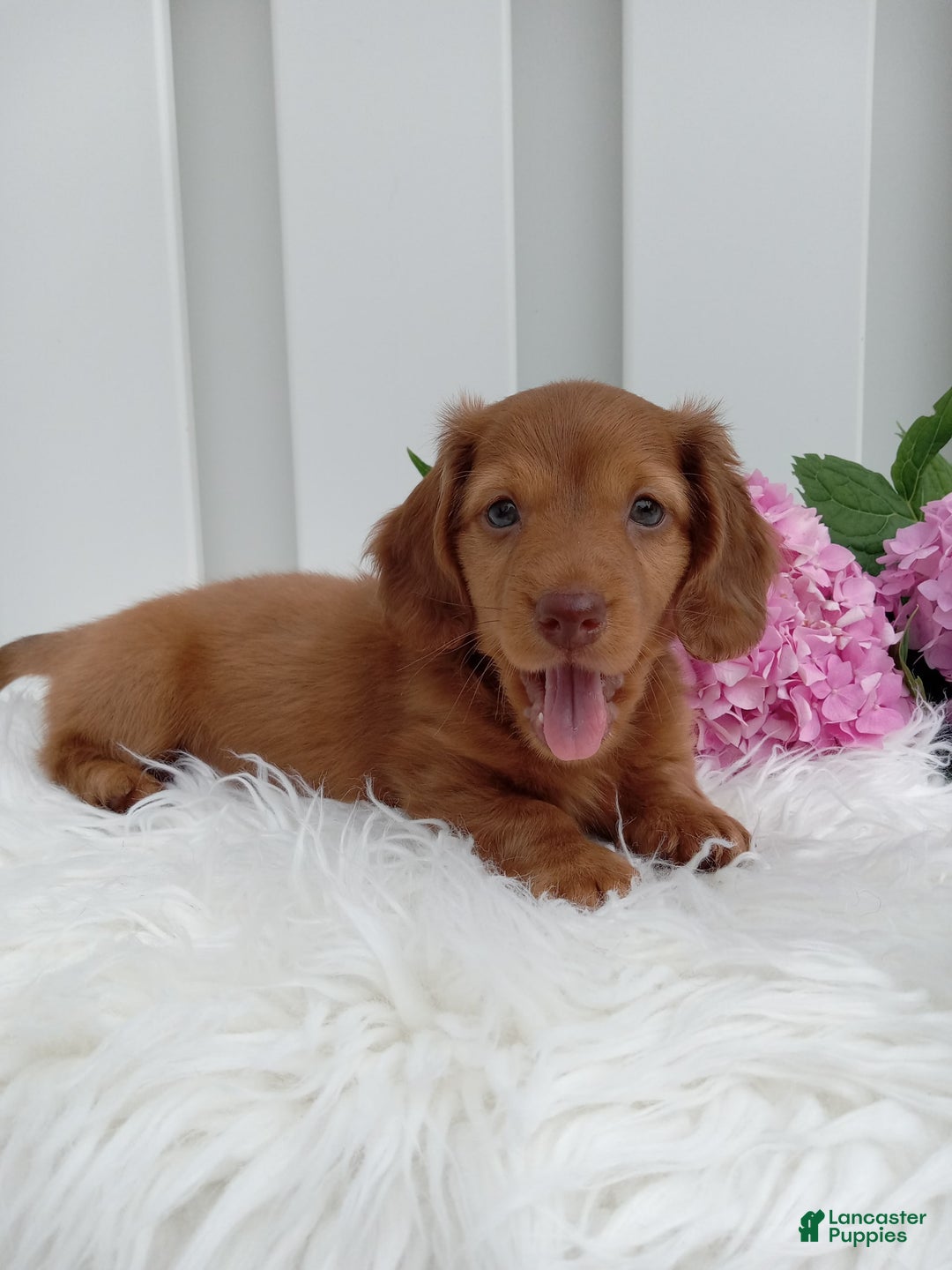 Dachshund dogs for sale: Benson - Image 3