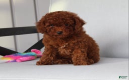 Toy Poodle dogs for sale: Elena - Image 3