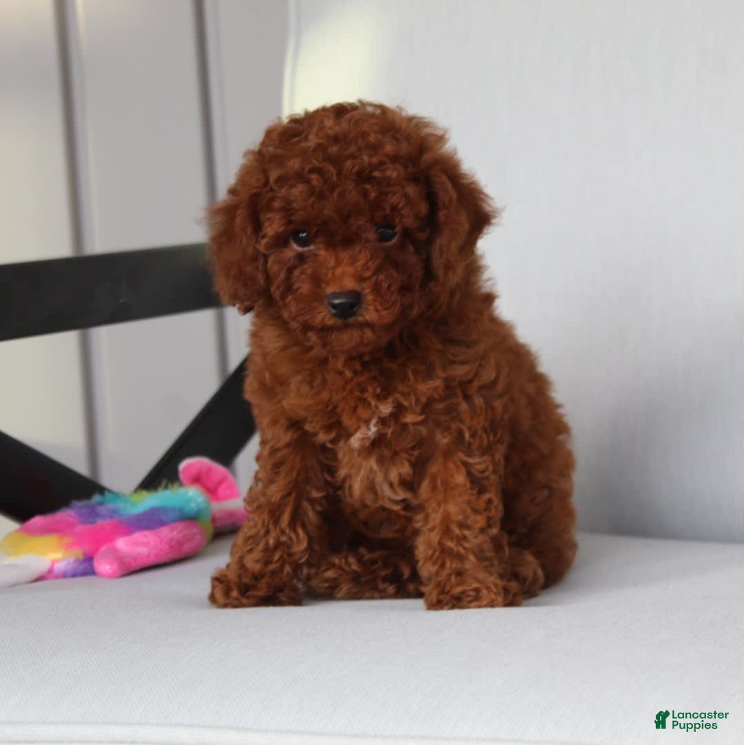 Toy Poodle dogs for sale: Elena - Image 3