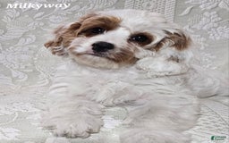 Cavapoo dogs for sale: Milkyway - Image 13