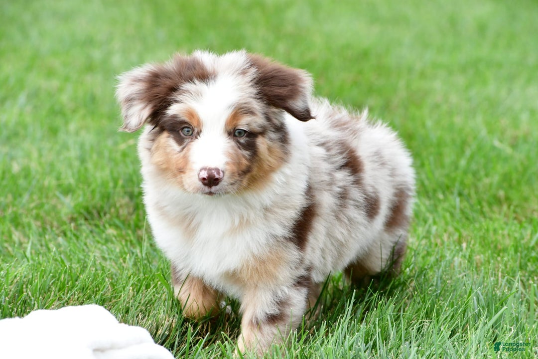 Australian Shepherd dogs for sale: Dexter - Image 9