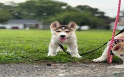 Alaskan Malamute dogs for sale: Sanji - Image 9