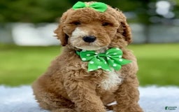 Goldendoodle dogs for sale: Dream - Image 10