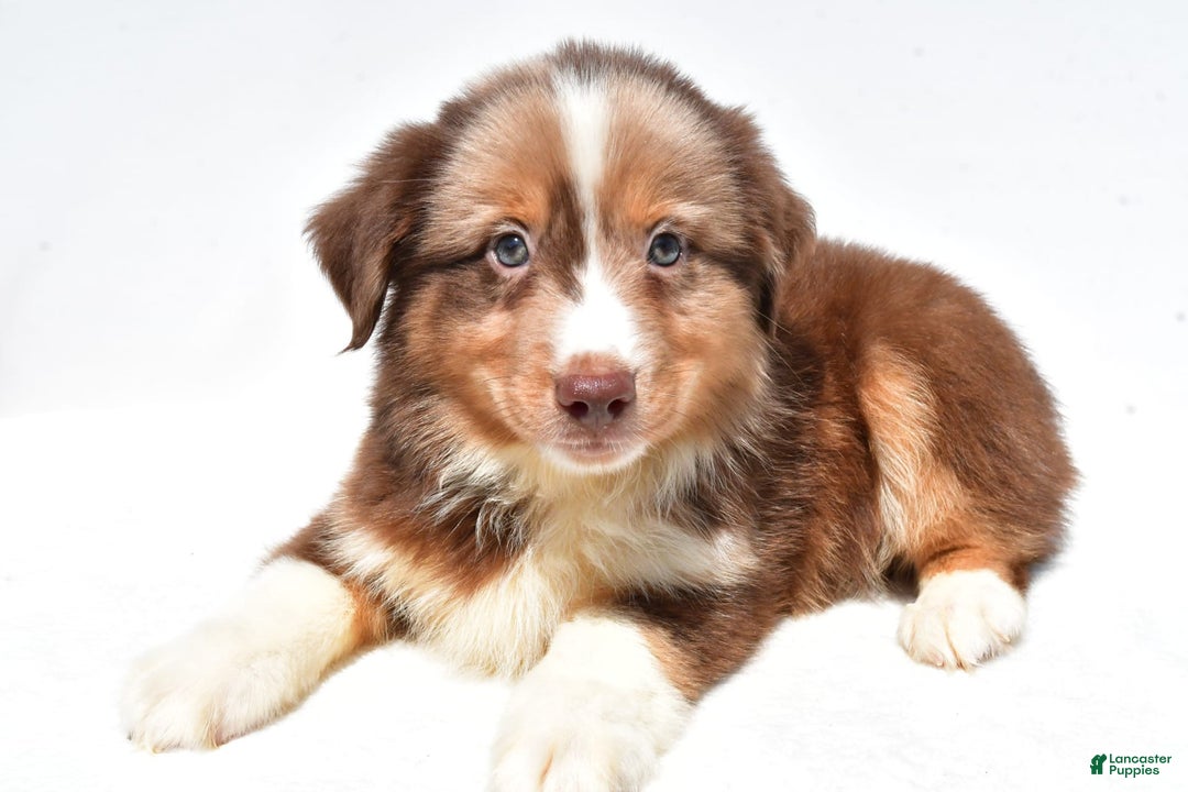 Miniature Australian Shepherd dogs for sale: Toby - Image 4