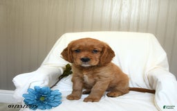 Miniature Golden Retriever dogs for sale: Ryan - Image 2