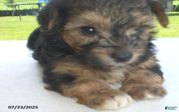 Yorkiepoo dogs for sale: Sammy - Image 13