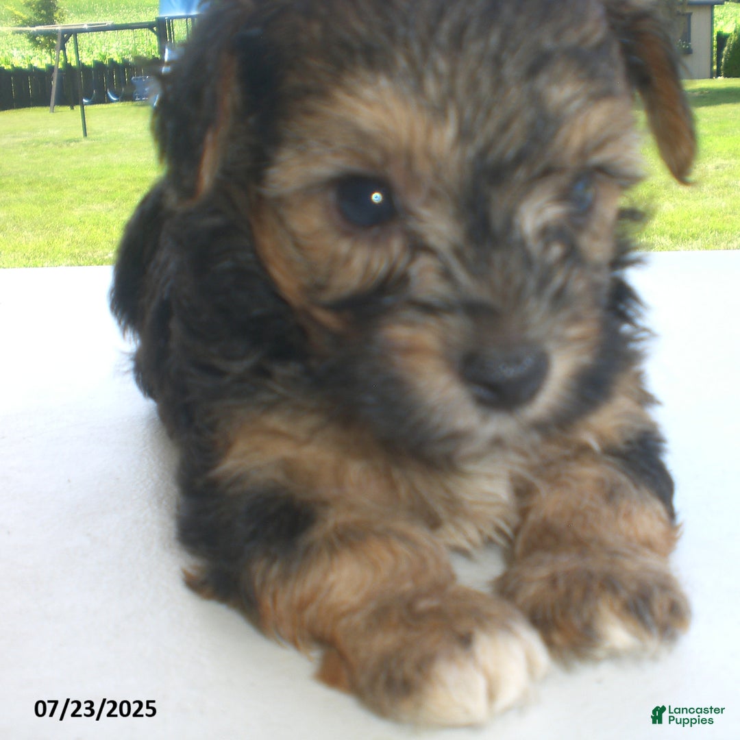 Yorkiepoo dogs for sale: Sammy - Image 13