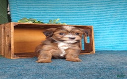 Havanese dogs for sale: Shadow - Image 7