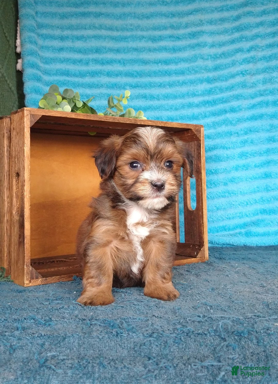 Havanese dogs for sale: Shadow - Image 7