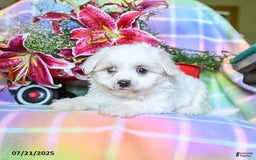 Maltese dogs for sale: Blaze - Image 2
