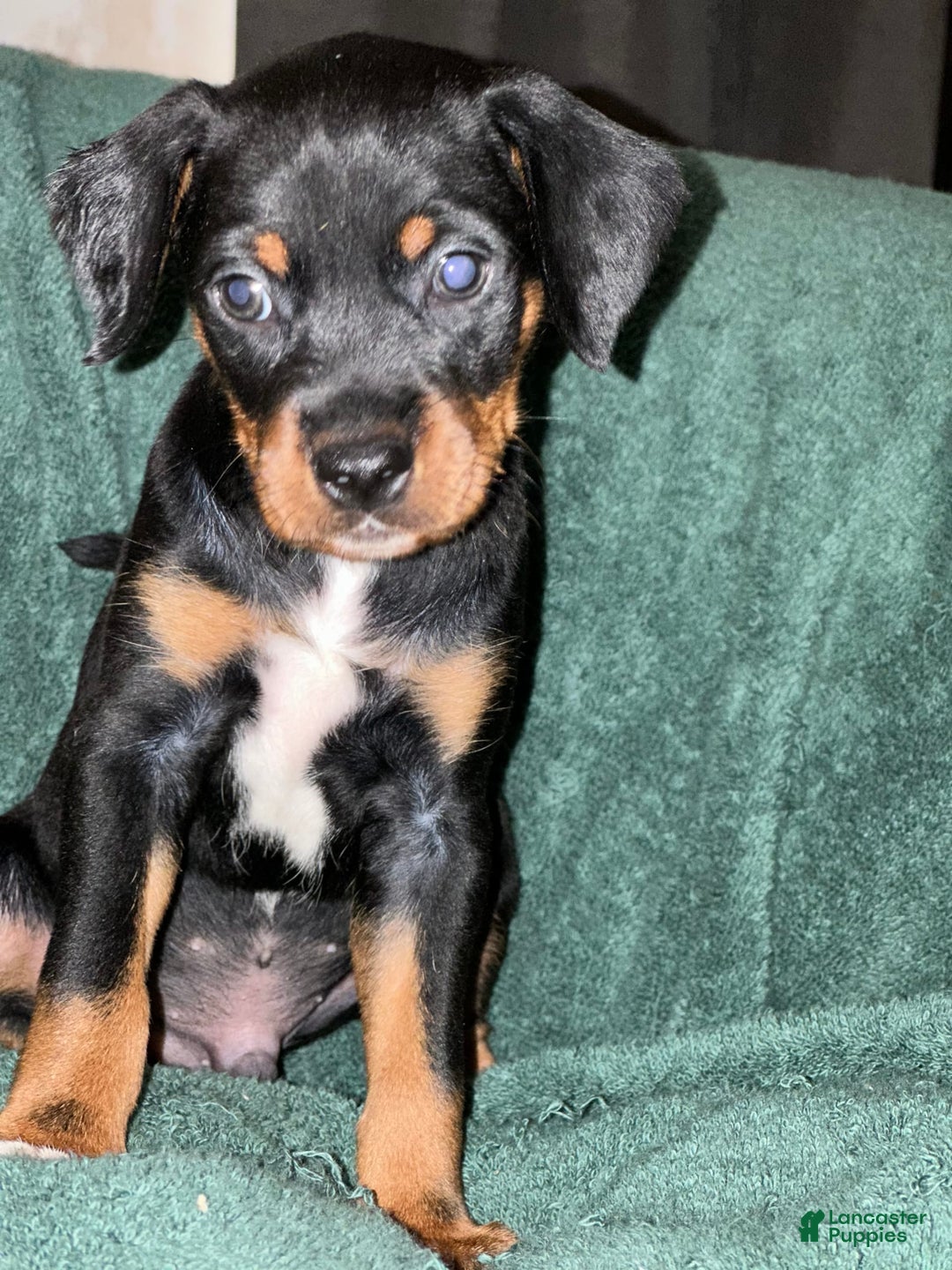 Miniature Pinscher dogs for sale: Miniature Pinscher 4 puppies - Image 1