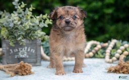 Chihuahua dogs for sale: Pebbles - Image 1