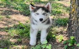 Siberian Husky dogs for sale: Juno - Image 2