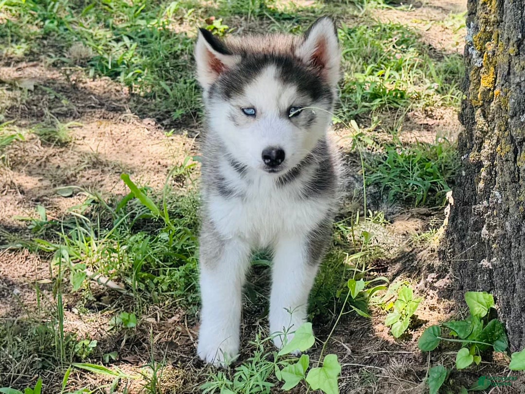 Siberian Husky dogs for sale: Juno - Image 2
