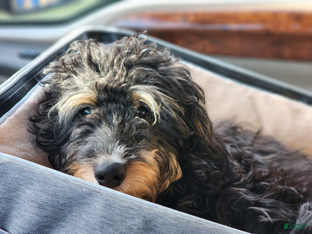 Mini Bernedoodle dogs for sale: Teddy - Image 1