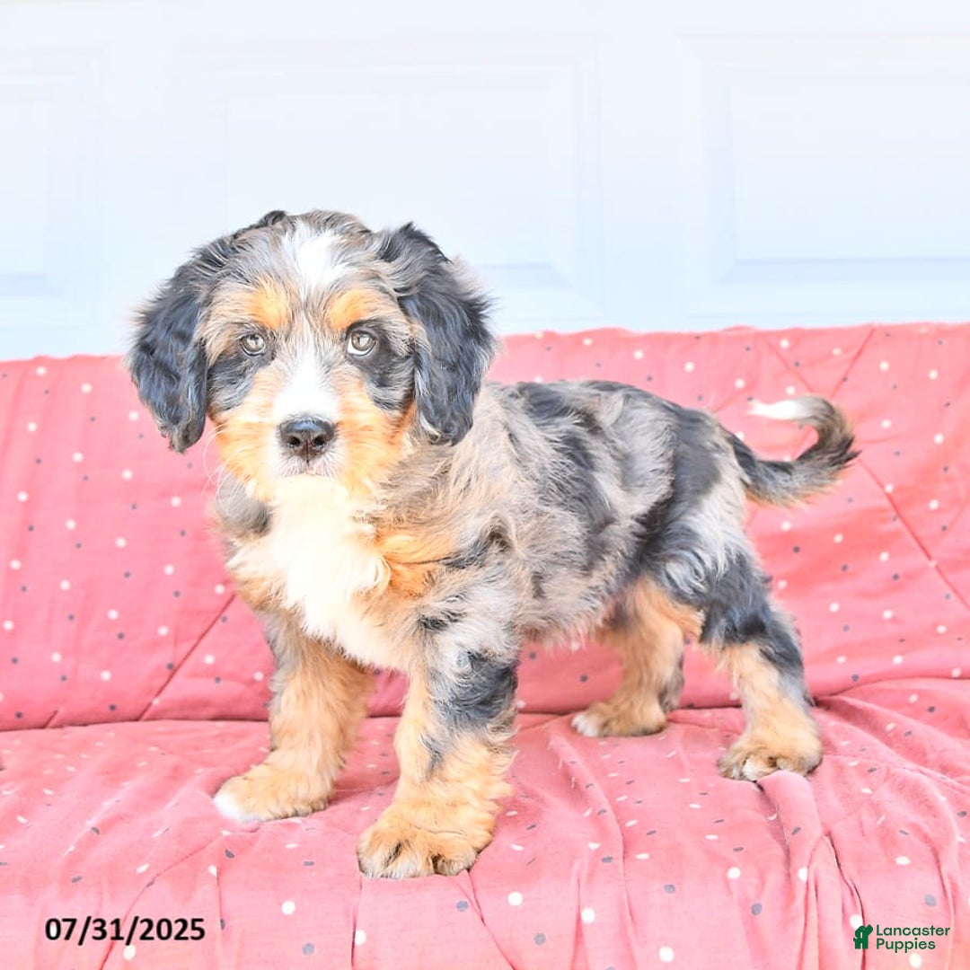 Miniature Bernese Mountain Dog dogs for sale: Leo - Image 9