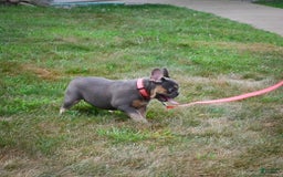 French Bulldog dogs for sale: Abby - Image 3