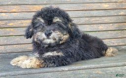 Lhasapoo dogs for sale: Mr. Bentley - Image 7