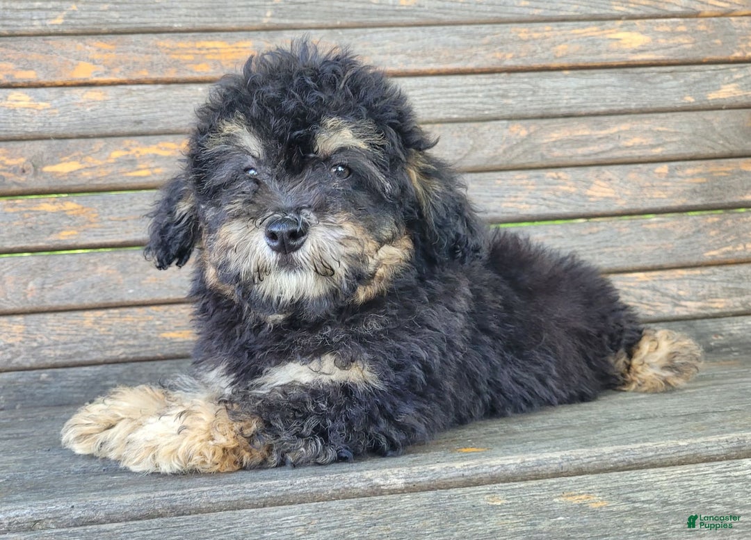 Lhasapoo dogs for sale: Mr. Bentley - Image 7